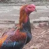 bachdinh75