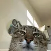 niger.cat4