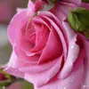 samiakadri92
