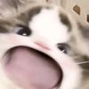 miilkteacutee