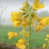 pakka.yaraana
