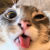 thomas02511