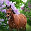vivi.horse5