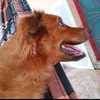 cachorrinho3701