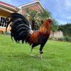 guzmanfarm2