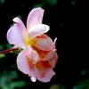 shaashka_photo