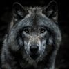 wolf.incognito