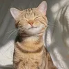 aomammthyrt