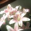 alhajri..1
