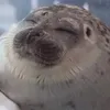 pietrodcm3p