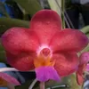 Candi Orchid