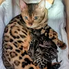 casran_bengal_cats