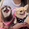 dulce.trufa.chihuahua