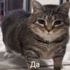 koliyanchik6