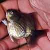 ellgoldfish