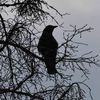 a_random_crow0