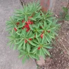 marizabitencor