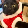 nick_rie