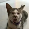 duy.ko.skibidi