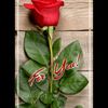 user66291900606884