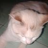 miawmiaw_78