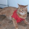 cat_lavrik