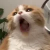 sabacaaaaaan