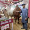 abdullahqureshi5250