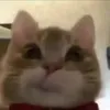 gi.hnnnn