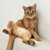 meowgig