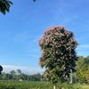 nguyenpip