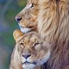 lionhearts_wifey_4ever