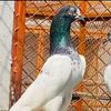 gujjar_pigeon.0
