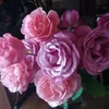 florabernardo7