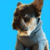 Remy the Fluffy Frenchie