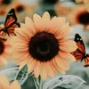 annshine77