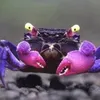 violet_crabbe