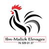 ibnmalickbreeding1