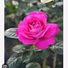 balram.khati4