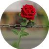 sonofsyria1_4_1
