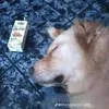 bacgaudipitienaaa