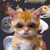 catcak33