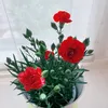 user4481969187681