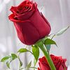 user8160043157215