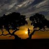 abdijamal1
