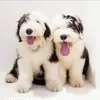 myoesoldenglishsheepdogs