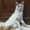 kucing_pth03032