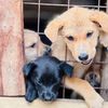 amari.dog.rescue0