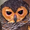 the_wise_owl_4