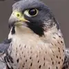 userzuyqtdbffh